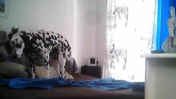 Dalmatian dog is about to endure a pretty big dick in its ass