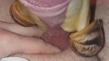 Guy permits a beast to consume his enormous stiff penis