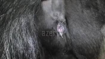 Wet pussy mare getting banged by a big-dicked dude