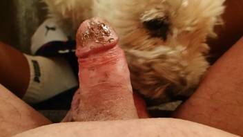 Filthy cock getting licked by a heavenly dog