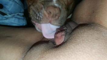 Hot zoophile pussy getting licked in a POV video