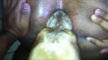 Guy's tasty butthole is tongued by a hot canine