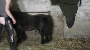 MILF in leather chaps being sex-punished by a pony