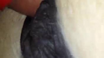 Guy with a penis ring banging a female horse's steamy vagina