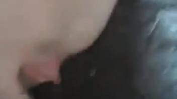 Guy banging a swine's vagina doggy-style, super intense