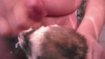 Sexy ferret enjoys a huge cumshot from a zoophile