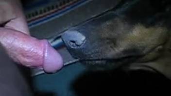 Guy deepthroating a perverted mutt in an adult film