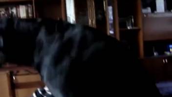 Fiery redhead babe gets pounded on all fours by a canine