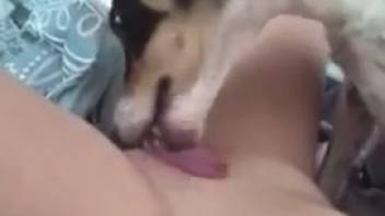 Kinky chick with a bouncy ass luring her pooch