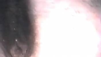 Aroused man inserts his entire dick deep into the mare's pussy