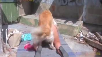 Rear-entry romp with an alluring novice bestiality enthusiast