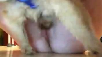 Tiny dog fucking a zoophile's eager pussy on Skype