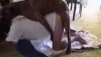 Rear-entry banging clip with a lustful novice chick