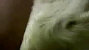Fiery hot retriever mounts a sassy skinny blonde on the floor