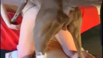 Sunglasses-wearing ponytail girl gets tongued and fucked