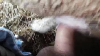Hairy cock hottie fucking a sheep's pussy from behind