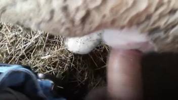 Intense bestiality session where a guy deeply penetrates a sheep