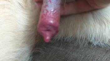 Excited guy enjoys handling the canine penis in his grasp