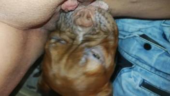 Bulldog tongues a babe's snatch in a facesitting clip