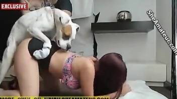 Redheaded chick with a tight ass fucked by a dog