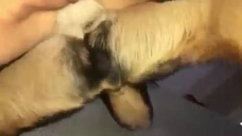 Moist slit chick riding a canine's stiff cock