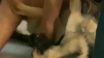 Well-endowed guy pounding a bitch's vagina in missionary position