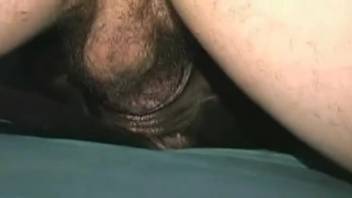 Aroused homosexual man screwing a canine's tasty pussy on the mattress
