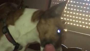 Eager dog licking the owner's cock in a slutty way