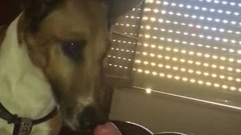Enthusiastic canine eagerly sucking its master's penis in a promiscuous manner