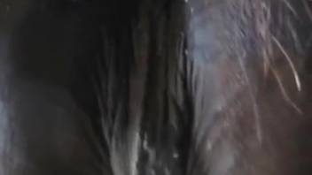 Soaked vagina female horse is pounded from the rear in the open air