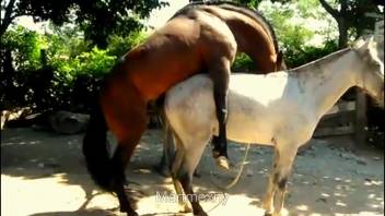 Pair of alluring horses indulging in intense outdoor sex