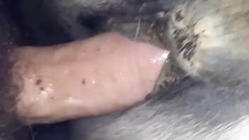Guy anally penetrates fluffy beast in savage adult webcam sequences