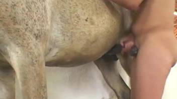 Tanned and ponytailed curly Latina blows a horse
