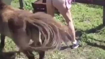 Plump bestiality slut gets pounded by a massive cock doggy style