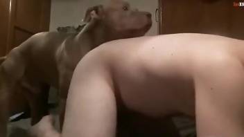 Gay man takes whole dog penis down the ass in hot manners