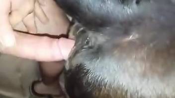Dude fucking a mare's pussy from behind in a hot vid