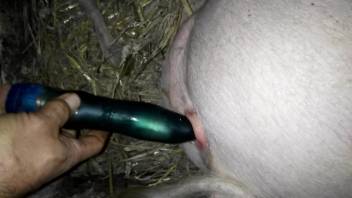 Dude fucks a pig's pussy with his curved toy