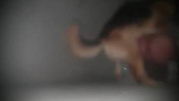 Canine with luminous eyes penetrates a plump homosexual submissive
