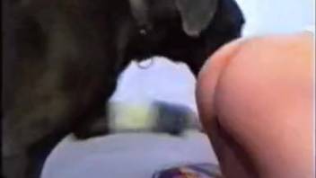 Dark-haired woman with an unshaven vagina is penetrated by a canine