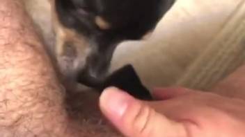 Novice dude records himself jerking off with the canine