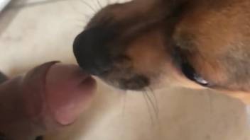 Guy's stiff dick is slurped by an adorable pup