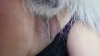Hispanic woman in violet lingerie is fucked by a canine