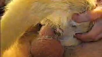 A guy penetrates his little white dog anally in the cowgirl position.