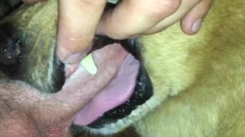 Man gags his dog by pushing the dick very deep