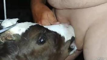 Man with small dick leaves baby veal to lick his sperm