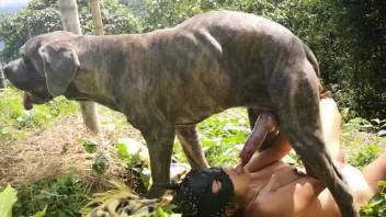 Voluptuous lady handles the enormous canine penis in enjoyable adult video