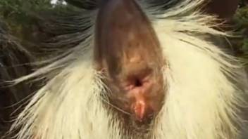 Guy can't quit banging this goat's hot cunt