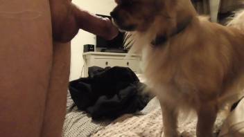 Hot dude's dick being satisfied by a pup