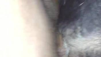 Dude gaping a dog's hot pussy with his thick peen