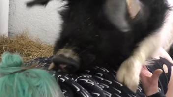 Pig's huge dick penetrating a pretty zoophile babe